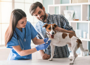 free veterinary care for low income