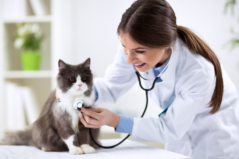 Top 15 Free Vet Care For Low Families Programs Free Cars Grants