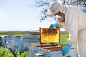 grants for raising honey bees